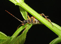 Stenocorus meridianus - Variabler Stubbenbock / Bockkäfer - Cerambycidae - Lepturinae