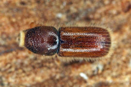 Taphrorychus bicolor / Kleiner Buchen-Borkenkäfer / Borkenkäfer - Scolytidae