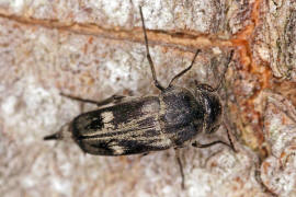 Tomoxia bucephala / Breitköpfiger Stachelkäfer / Stachelkäfer - Mordellidae
