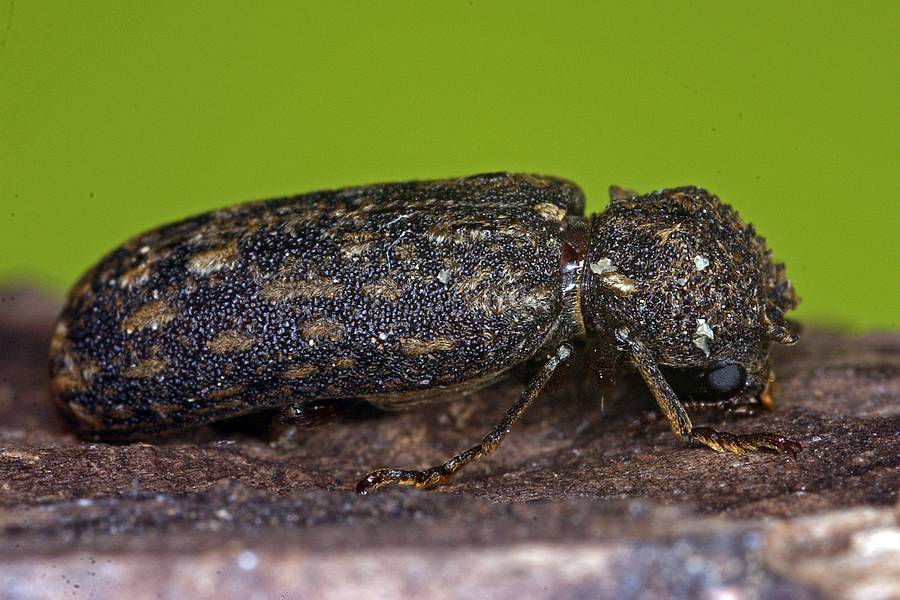 Lichenophanes varius / Kapuzenkäfer / Holzbohrkäfer - Bostrichidae