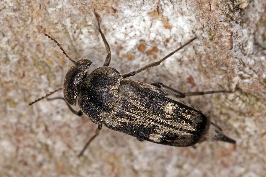 Tomoxia bucephala (syn. Tomoxia biguttata) / Breitköpfiger Stachelkäfer / Stachelkäfer - Mordellidae