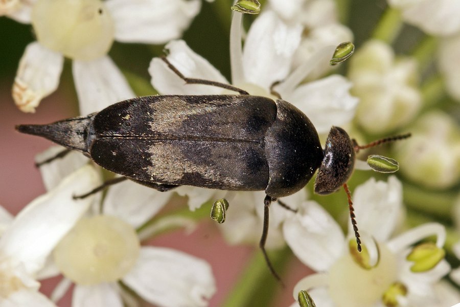 Variimorda villosa (syn. Variimorda fasciata) / Gebänderter Stachelkäfer / Stachelkäfer - Mordellidae