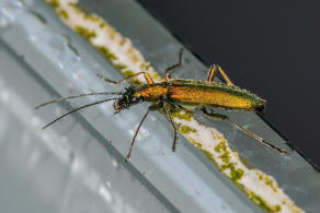 Chrysanthia viridissima (Linnaeus, 1758) / Scheinbockkfer - Oedemeridae - Nacerdinae