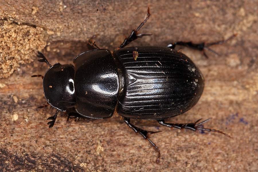 Aphodius depressus / "Dungkäfer" / Blatthornkäfer - Scarabaeidae