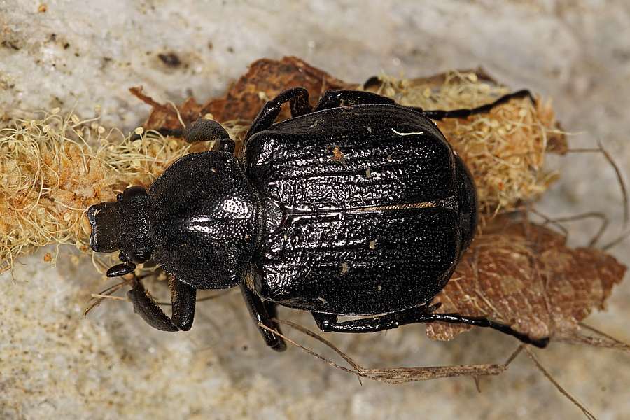 Gnorimus variabilis / Variabler Edelscharrkäfer / Blatthornkäfer - Scarabaeidae - Rosenkäfer - Cetoniinae