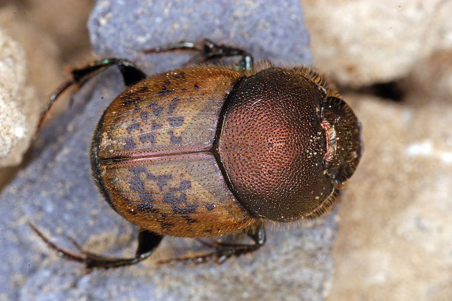 Onthophagus coenobita / Mönchs-Kotkäfer / Blatthornkäfer - Scarabaeidae