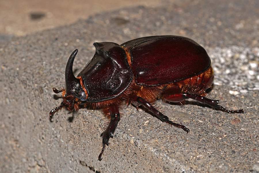 Oryctes nasicornis / Nashornkäfer / Blatthornkäfer - Scarabaeidae - Dynastinae - "Riesenkäfer"
