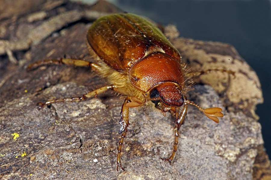 Rhizotrogus cicatricosus / Ohne deutschen Namen / Blatthornkäfer - Scarabaeidae - Melolonthinae