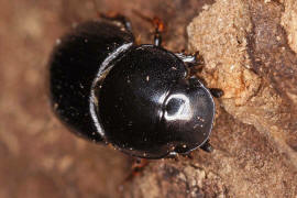 Aphodius depressus / "Dungkäfer" / Blatthornkäfer - Scarabaeidae