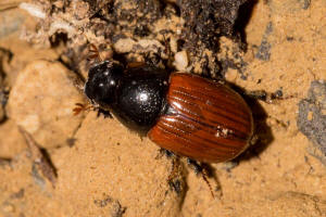 Aphodius fimetarius / Gewhnlicher Dungkfer / Blatthornkfer - Scarabaeidae - Aphodiinae