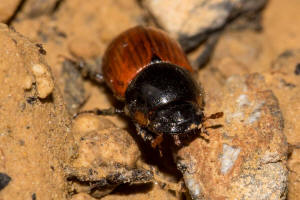 Aphodius fimetarius / Gewhnlicher Dungkfer / Blatthornkfer - Scarabaeidae - Aphodiinae