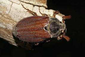 Melolontha melolontha / Feld-Maikäfer / Blatthornkäfer - Scarabaeidae