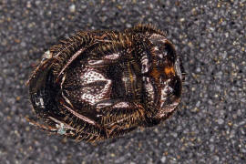 Onthophagus joannae / Ohne deutschen Namen / Blatthornkäfer - Scarabaeidae