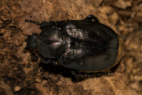 Osmoderma barnabita / Östlicher Juchtenkäfer / Blatthornkäfer - Scarabaeidae - Cetoniinae
