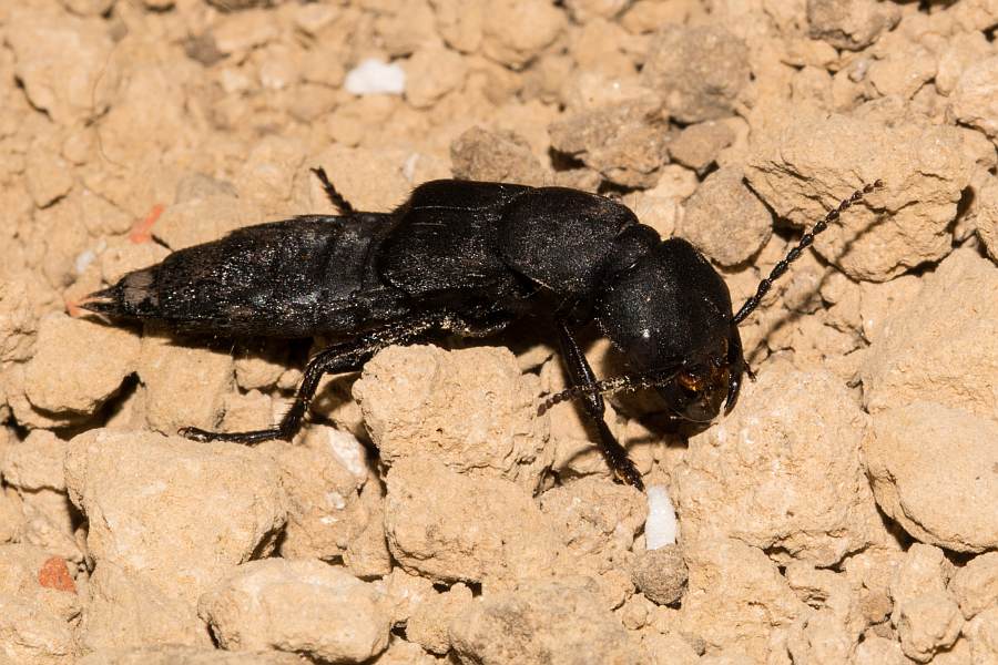 Ocypus olens / Schwarzer Moderkäfer / Kurzflügler - Staphylinidae - Staphylininae