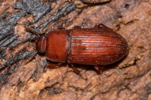 Uloma culinaris / Groer Faulholz-Schwarzkfer / Schwarzkfer - Tenebrionidae - Tenebrioninae