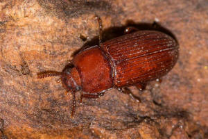 Uloma culinaris / Groer Faulholz-Schwarzkfer / Schwarzkfer - Tenebrionidae - Tenebrioninae