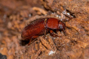 Uloma culinaris / Groer Faulholz-Schwarzkfer / Schwarzkfer - Tenebrionidae - Tenebrioninae