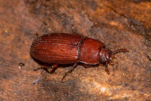 Uloma culinaris / Groer Faulholz-Schwarzkfer / Schwarzkfer - Tenebrionidae - Tenebrioninae