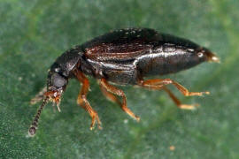 Proteinus spec. (P. brachypterus?) / Staphylinidae - Kurzflügler