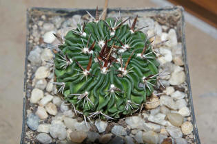 Echinofossulocactus erectocentrus