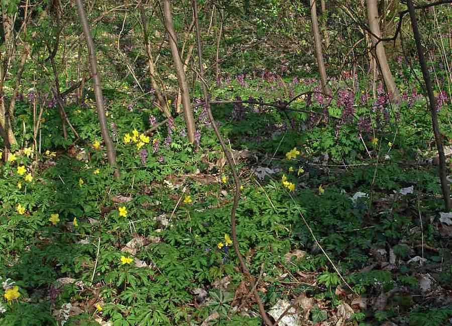 Anemone ranunculoides / Gelbes Windröschen / Ranunculaceae / Hahnenfußgewächse / Okriftel / Wäldchen (dort bildet es gemeinsam mit Busch-Windröschen und Hohlem Lerchensporn farbenprächtige Blütenteppiche)