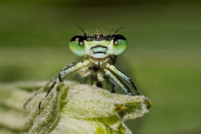 Coenagrion puella / Hufeisen-Azurjungfer/ Familie: Schlanklibellen - Coenagrionidae / Unterordnung: Kleinlibellen - Zygoptera