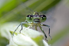 Coenagrion puella / Hufeisen-Azurjungfer/ Familie: Schlanklibellen - Coenagrionidae / Unterordnung: Kleinlibellen - Zygoptera