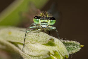 Coenagrion puella / Hufeisen-Azurjungfer/ Familie: Schlanklibellen - Coenagrionidae / Unterordnung: Kleinlibellen - Zygoptera
