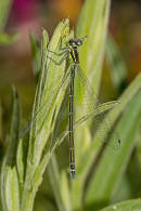 Coenagrion puella / Hufeisen-Azurjungfer/ Familie: Schlanklibellen - Coenagrionidae / Unterordnung: Kleinlibellen - Zygoptera