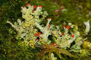 Cladonia coccifera / Scharlach-Becherflechte / Cladoniaceae / Lichen
