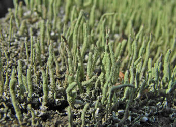 Cladonia coniocraea / Gewöhnliche Säulenflechte / Cladoniaceae