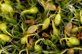 Grimmia pulvinata / Polster-Kissenmoos / Grimmiaceae / Bryophyta - Laubmoose