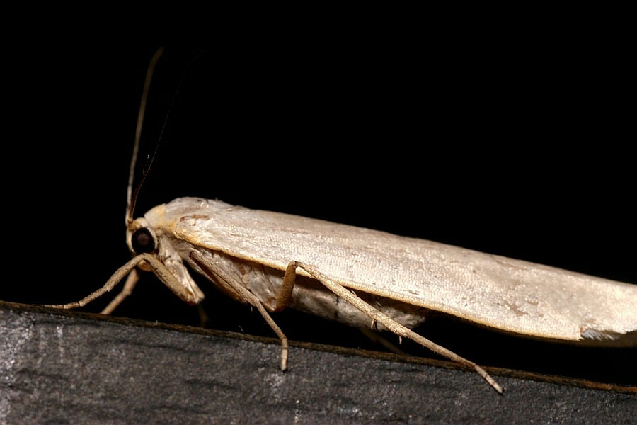 Eilema caniola / Weißgraues Flechtenbärchen / Nachtfalter - Eulenfalter - Erebidae - Bärenspinner - Arctiinae - Lithosiini
