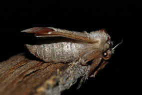 Clostera curtula / Erpelschwanz-Raufußspinner / Nachtfalter - Zahnspinner - Notodontidae - Pygaerinae