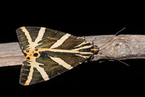 Euplagia quadripunctaria / Russischer Bär / Spanische Flagge / Nachtfalter - Eulenfalter - Erebidae - Bärenspinner - Arctiinae - Arctiini