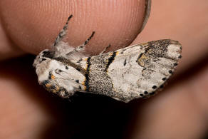 Furcula furcula / Buchen-Gabelschwanz / Weiden-Gabelschwanz / Nachtfalter - Zahnspinner - Notodontidae - Notodontinae