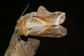Habrosyne pyritoides (syn. Habrosyne derasa) / Achat-Eulenspinner / Nachtfalter - Sichelflügler - Drepanidae - Thyatirinae