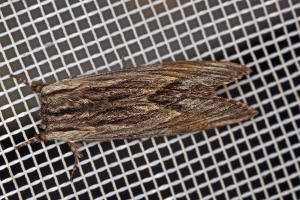 Harpyia milhauseri / Pergament-Zahnspinner / Nachtfalter - Zahnspinner - Notodontidae - Heterocampinae