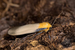 Lithosia quadra / Vierpunkt-Flechtenbärchen / Nachtfalter - Eulenfalter - Erebidae - Bärenspinner - Arctiinae - Lithosiini