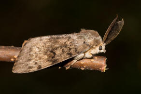 Lymantria dispar / Schwammspinner / Nachtfalter - Eulenfalter - Erebidae / Unterfamilie: Trgspinner - Lymantriinae
