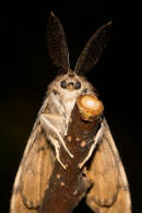 Lymantria dispar / Schwammspinner / Nachtfalter - Eulenfalter - Erebidae / Unterfamilie: Trgspinner - Lymantriinae