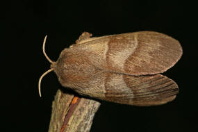 Macrothylacia rubi / Brombeerspinner / Nachtfalter - Glucken - Lasiocampidae - Lasiocampinae
