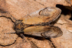 Notodontia ziczac / Zickzack-Zahnspinner / Zickzackspinner / Nachtfalter - Zahnspinner - Notodontidae - Notodontinae