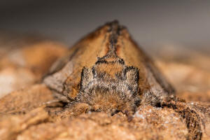 Notodontia ziczac / Zickzack-Zahnspinner / Zickzackspinner / Nachtfalter - Zahnspinner - Notodontidae - Notodontinae