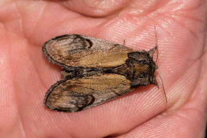 Notodontia ziczac / Zickzack-Zahnspinner / Zickzackspinner / Nachtfalter - Zahnspinner - Notodontidae - Notodontinae