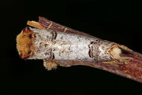 Phalera bucephala / Mondvogel / Nachtfalter - Zahnspinner - Notodontidae - Phalerinae