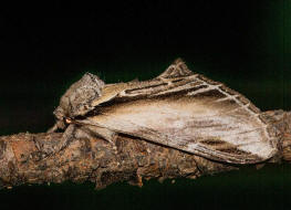 Pheosia tremula / Pappel-Zahnspinner / Nachtfalter - Zahnspinner - Notodontidae - Notodontinae