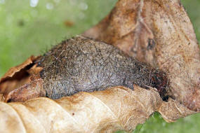 Phragmatobia fuliginosa / Zimtbär (Kokongespinst) / Nachtfalter - Bärenspinner - Arctiidae - Arctiinae