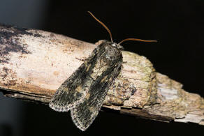 Polyploca ridens / Moosgrüner Eulenspinner / Nachtfalter - Sichelflügler - Drepanidae - Eulenspinner - Thyatirinae